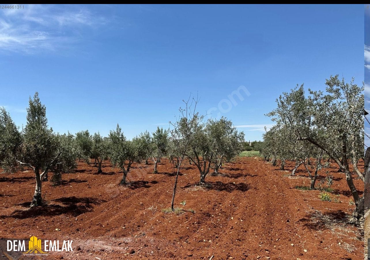 SATILIK   OĞUZELİ HAVALİMANI ÇIKIŞI KİLİS YOLUNA SIFIR   ZEYTİN BAHÇESİ  2 TARAFI YOL 