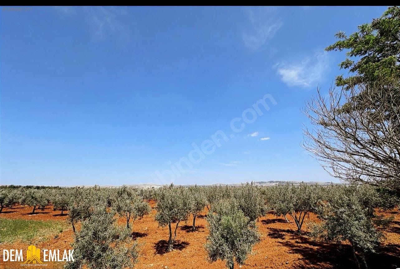 SATILIK   OĞUZELİ HAVALİMANI ÇIKIŞI KİLİS YOLUNA SIFIR   ZEYTİN BAHÇESİ  2 TARAFI YOL 